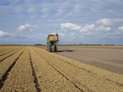 Covering the fields with Straw